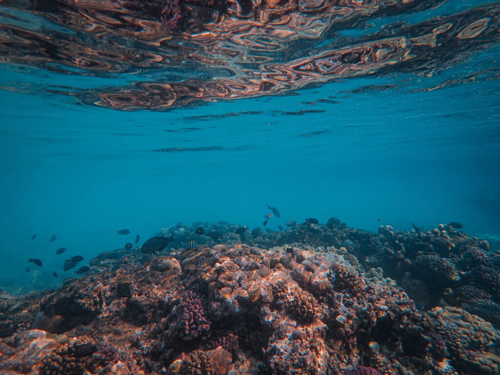Marine Environment
